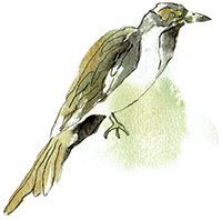Bird W Splatter