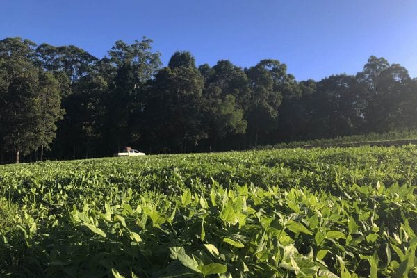 Maravista Farm Aromas