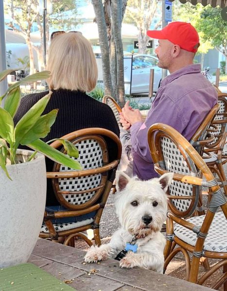Noosa Dog Friendly Dinner Place